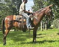 level-mule