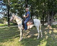 all-quarter-horse