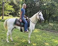 back-quarter-horse