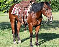 athletic-quarter-horse