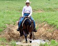 flashy-quarter-horse
