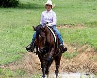 husband-safe-quarter-horse