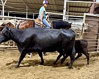 performance-quarter-horse
