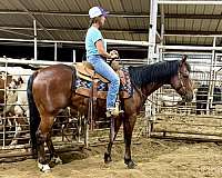 ranch-quarter-horse