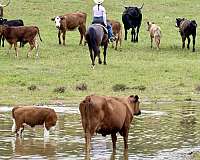 ranch-versatility-quarter-horse