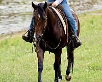 ranch-work-quarter-horse