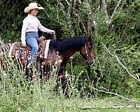 roping-quarter-horse