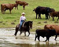 show-quarter-horse