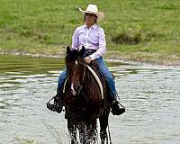 trail-quarter-horse