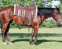 trail-riding-quarter-horse