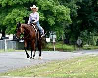 working-cattle-quarter-horse