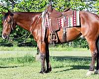 western-riding-quarter-horse