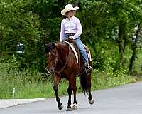 bay-quarter-horse-gelding
