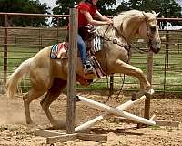 athletic-quarter-horse