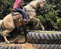 flashy-quarter-horse