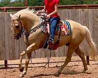 jumping-quarter-horse