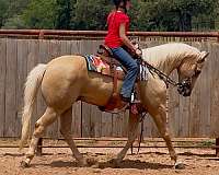 kid-safe-quarter-horse