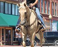 ranch-quarter-horse