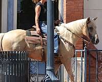 ranch-versatility-quarter-horse