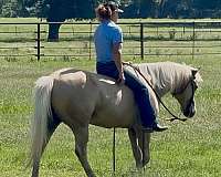 show-quarter-horse