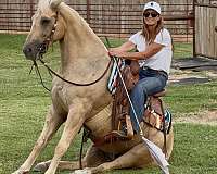 trail-quarter-horse