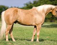 ridden-english-quarter-horse
