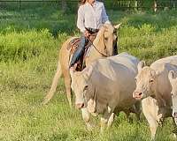 working-cattle-quarter-horse