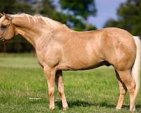 ridden-western-quarter-horse
