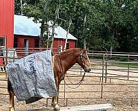 chuck-wagon-racing-haflinger-horse