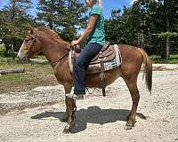cut-haflinger-horse