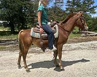 even-haflinger-horse