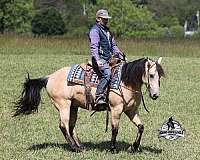 athletic-quarter-horse