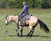 flashy-quarter-horse