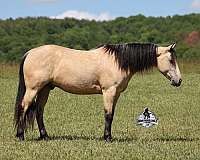 husband-safe-quarter-horse