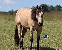 kid-safe-quarter-horse