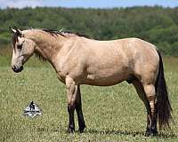 performance-quarter-horse