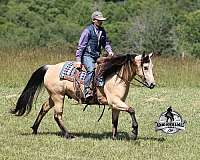 ranch-quarter-horse
