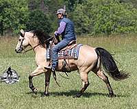 ranch-versatility-quarter-horse