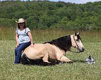 ranch-work-quarter-horse