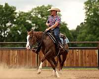flashy-quarter-horse