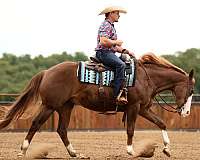 athletic-quarter-horse