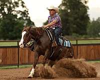 performance-quarter-horse