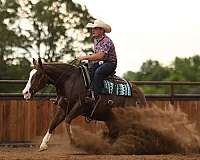 ranch-quarter-horse
