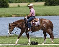 ranch-work-quarter-horse