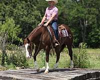 reining-quarter-horse