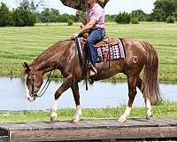 roping-quarter-horse