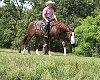 show-quarter-horse