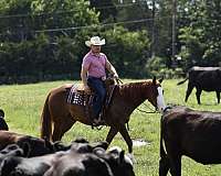 show-hack-quarter-horse