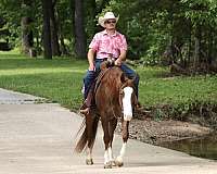 trail-quarter-horse