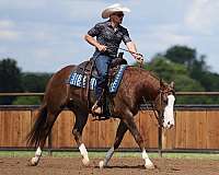 working-cattle-quarter-horse